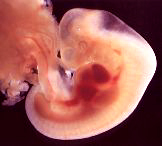 El Vaticano advierte a Obama que `no estará con él´ si apoya la investigación con embriones